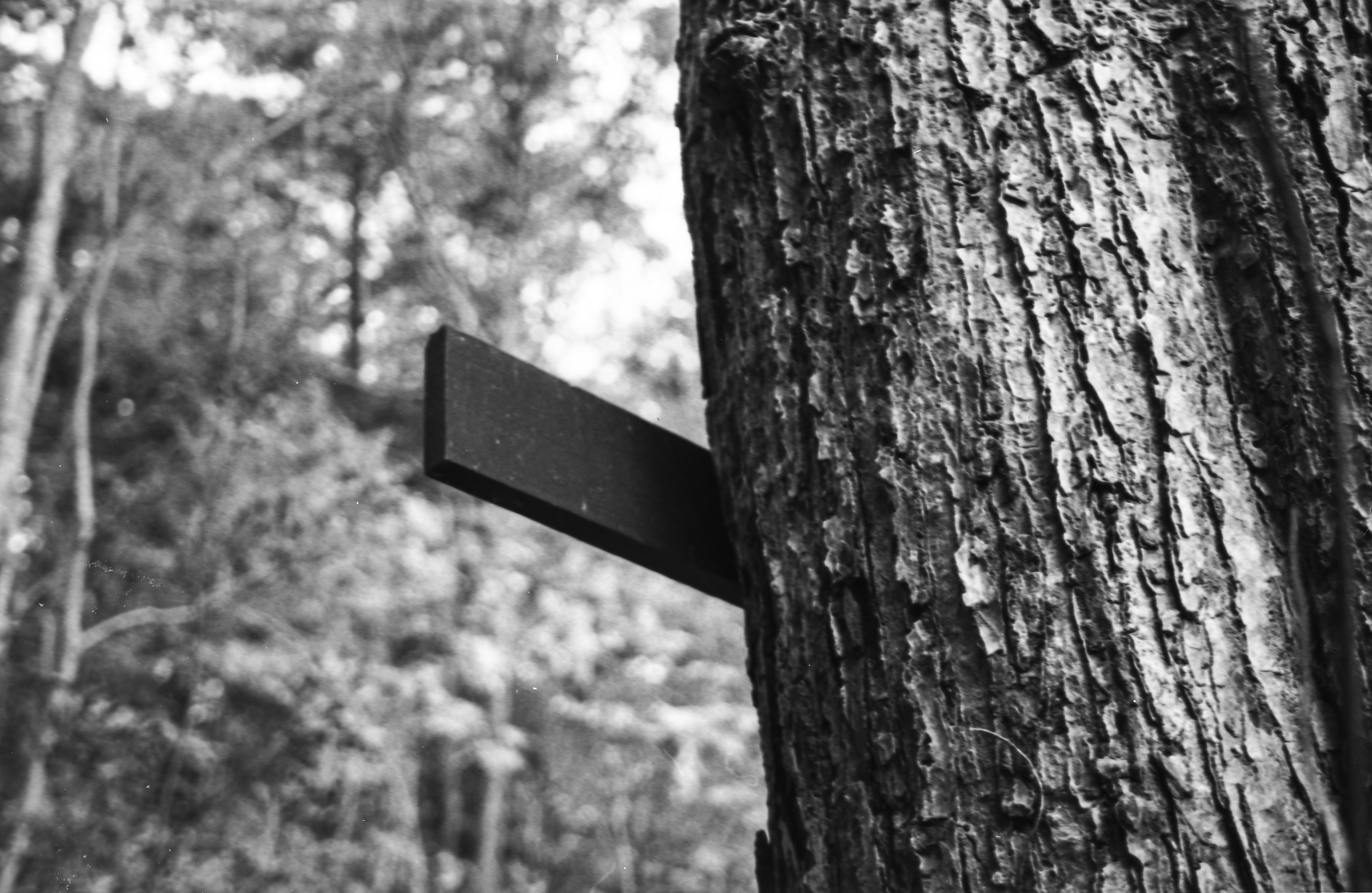 Darkroom photograph 6 by Sierra Seetin